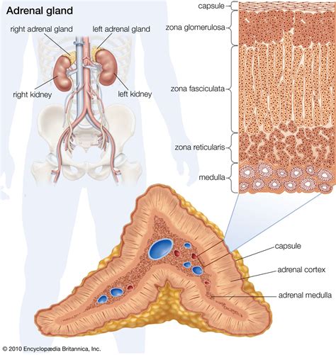 Adrenal cortex | anatomy | Britannica