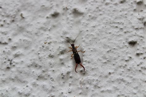 Why Am I Finding Earwigs in My Oklahoma Home? | Nature Guard