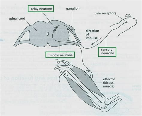 Image result for Reflex Arc Example