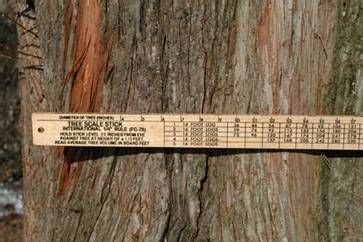 Image result for Proper Way to Measure the Height of a Tree Using a Tree Scale Stick