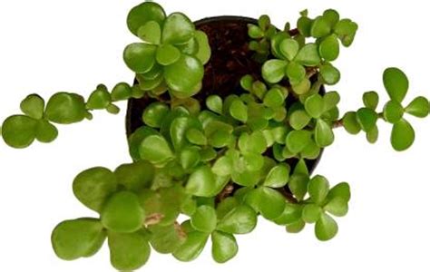 Jade Plant | Buy Jade Plant Online In Delhi NCR - Onlineplantscart