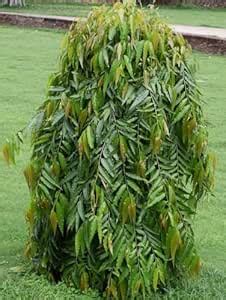 Golden Bloom Pack of Hybrid 1 Live debdaru tree/Monoon longifolium ...