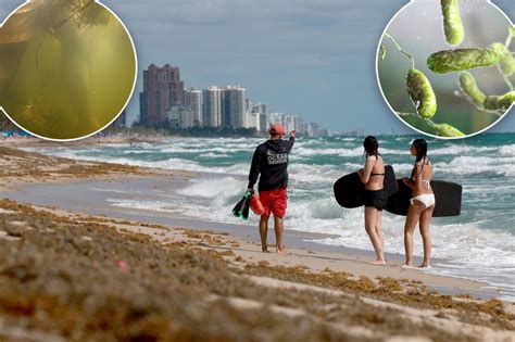 Image result for Pathogen Storm