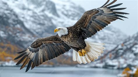 Premium Photo | Bald Eagle Flying High Above Mountain Peaks