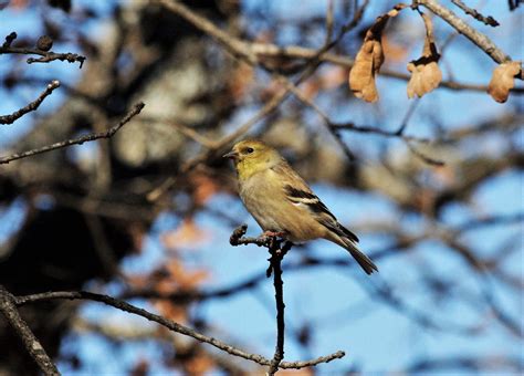 Female Goldfinch In Winter Free Stock Photo - Public Domain Pictures