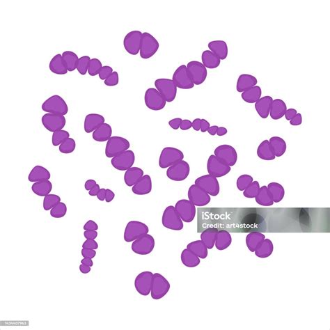 Streptococcus Pneumoniae Bacteria Cell Medical Diagram Icon Stock ...