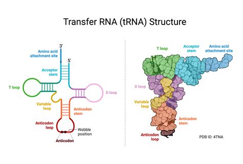 Transfer Rna Structure
