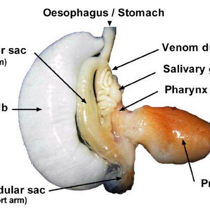 Image result for Cone Shell Venom