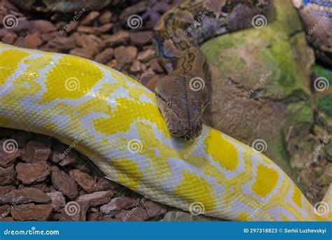Image result for Yellow Head Reticulated Python