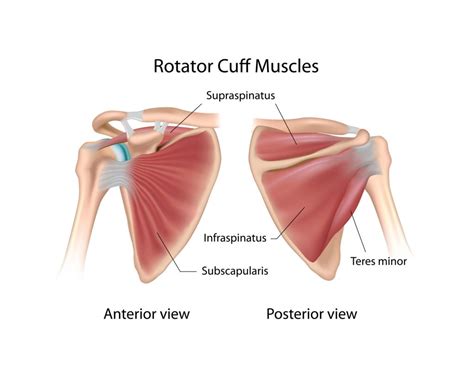 Image result for Rotator Cuff Muscle Actions