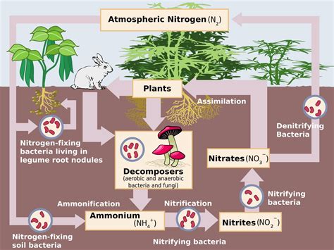 Nutrient Acquisition by Plants | Organismal Biology
