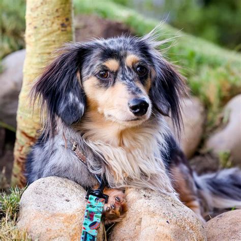 Long-Haired Dapple Dachshunds are the 'Tiny Supermodels' of the Dog ...