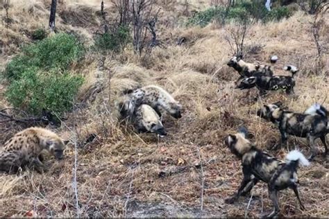 Are Hyenas And Wild Dogs The Same