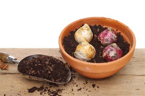 Hyacinth Care Guide (Before and After Flowering)