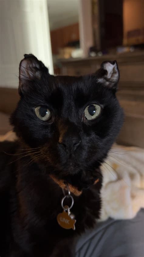 Anyone else have a cat with cauliflower ear? : r/cats