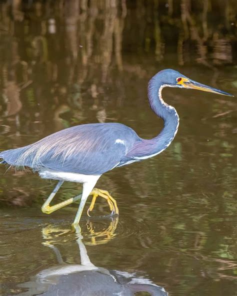 36 Unique Birds With Long Necks