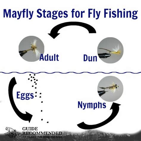 The Magic of Wet Flies (Fly Fishing Guide) - Guide Recommended