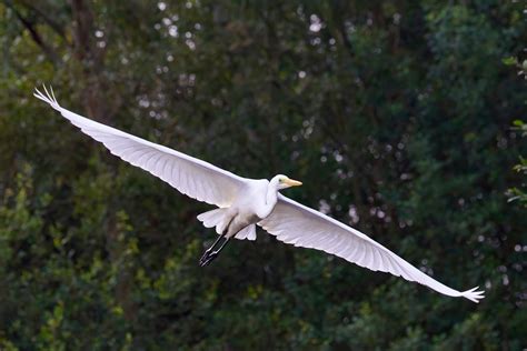 White Heron Flying in a Forest · Free Stock Photo