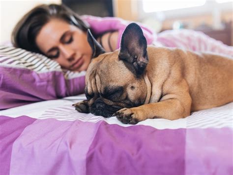 Women Sleep Better With Dogs Than With Cats Or Even Their Own Partners