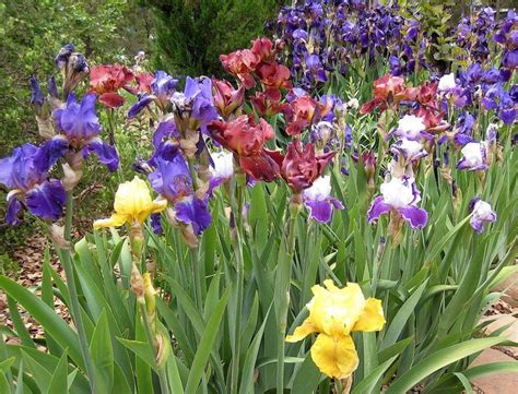 Image result for Iris Form Classification Example