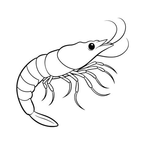 Shrimp drawing Images - Free Download on Freepik