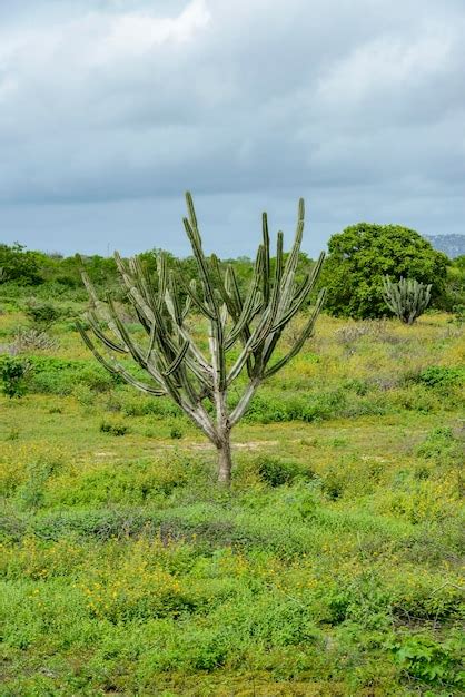 Brazilian caatinga biome in the rainy season the mandacaru cactus in ...