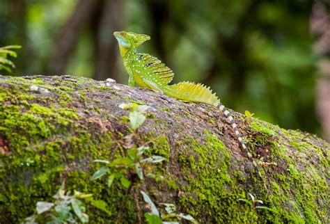 Wildlife with the longest tails