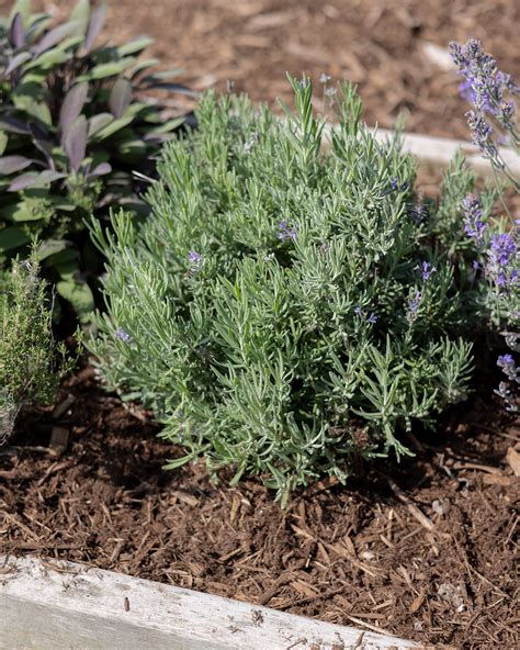 Lavender Plant Care: Growing Amazing Lavender in Your Garden - The Creek Line House