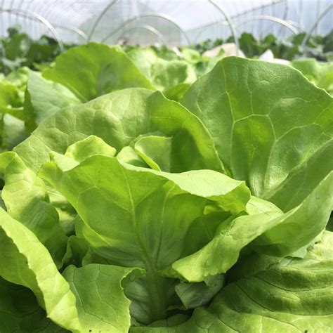 Farm — 9 Bean Rows