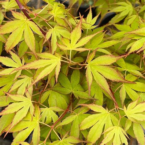 Green Leaf Japanese Maple Varieties