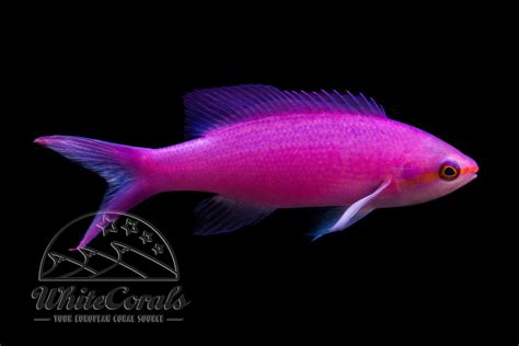 Pseudanthias tuka - Yellowstriped fairy basslet - buy online