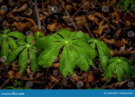 May Apple Plants stock photo. Image of leaves, nature - 129491044