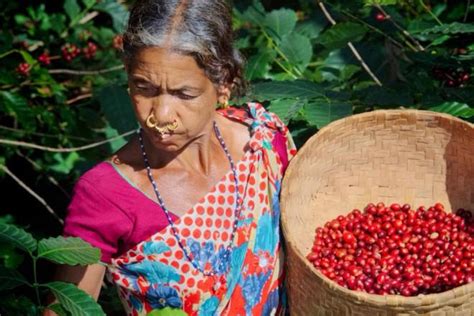 Araku Coffee, Award-Winning Coffee Cultivated by Araku Valley Tribal ...