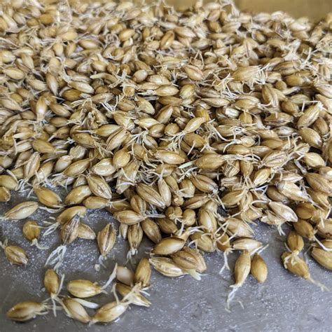 Barley - Grains Australia