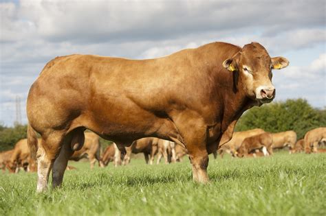 ‘THE PEDIGREE PEN’ | British Limousin Cattle Society