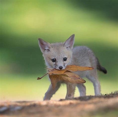 San Joaquin Kit Fox | AmazingMammalsBig&Small | Pinterest | Foxes ...