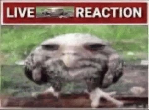 Live Reaction Meme - Live Reaction - Discover & Share GIFs