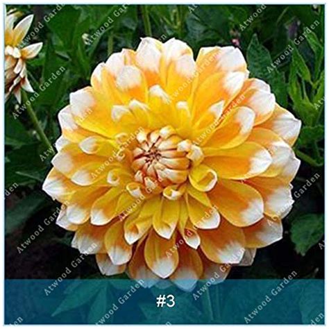 Buy Real Dahlia Seeds Flower Seeds Flower Seeds Dahlia Perennial ...