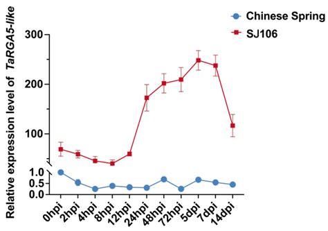 Genetic Basis Identification of a NLR Gene, TaRGA5-like, That Confers ...