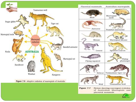 Evolution Level Class 7 的图像结果