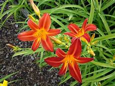 gigli fiore immagini fiore arancia rosso botanica flora gigli fiore immagini fiore arancia rosso botanica flora