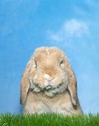 Image result for Lop Ear Bunnies Playing