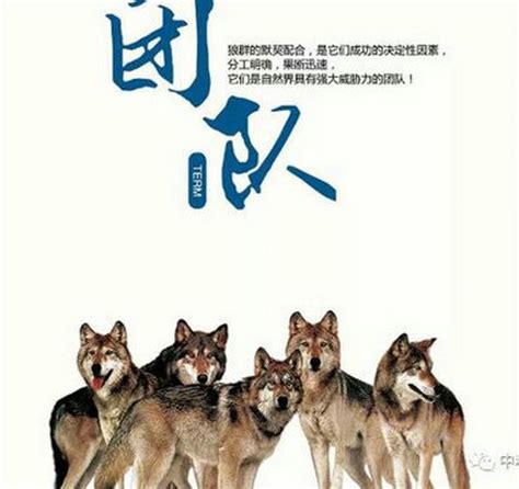 最牛的狼性营销口号狼性团队培训ppt2022已更新今日动态