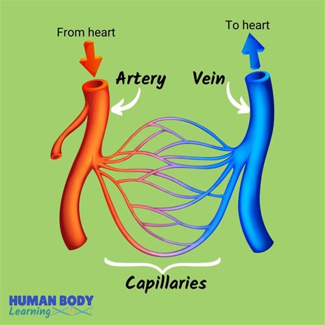 Capillaries Diagram Blood Vessels Venn Diagram Activity | Teaching