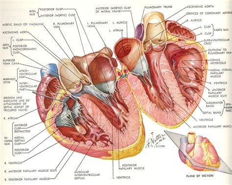 netter - Google Search | Medical anatomy, Human heart anatomy, Heart ...
