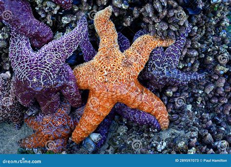 Orange Sea Star in a Tidal Pool on the Oregon Coast Stock Image - Image of oregon, nature: 289597073