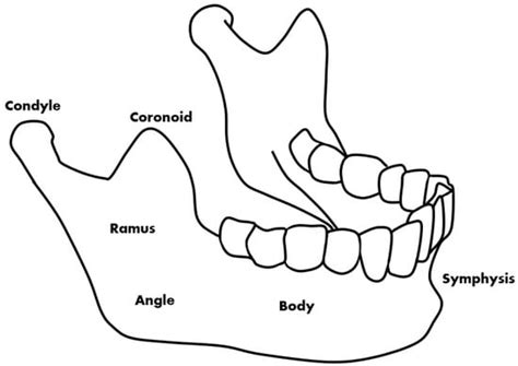 Combined Deep Learning Techniques for Mandibular Fracture Diagnosis ...