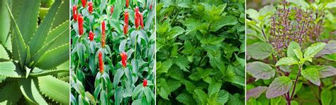 Medicinal / Herbal Plants | Della Luxury Projects & Products
