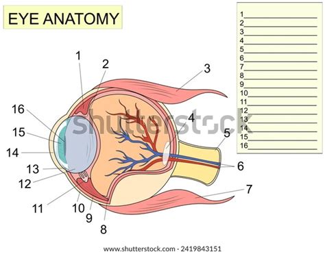 Image result for Visual Inspection Eye Structure Labeled