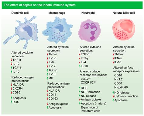 Innate And Adaptive Immune Response